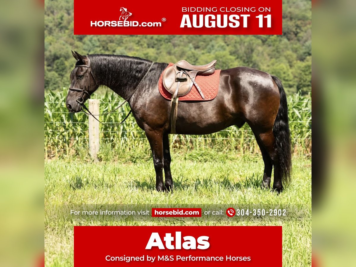 Friesian horses Gelding 7 years 15,3 hh Black in Mc Clure, PA