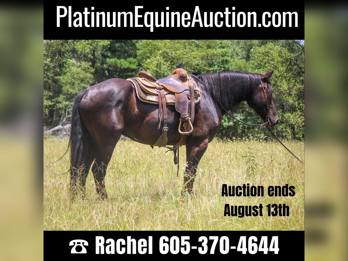 Friesian horses Gelding 7 years 15,3 hh Black in Rusk TX