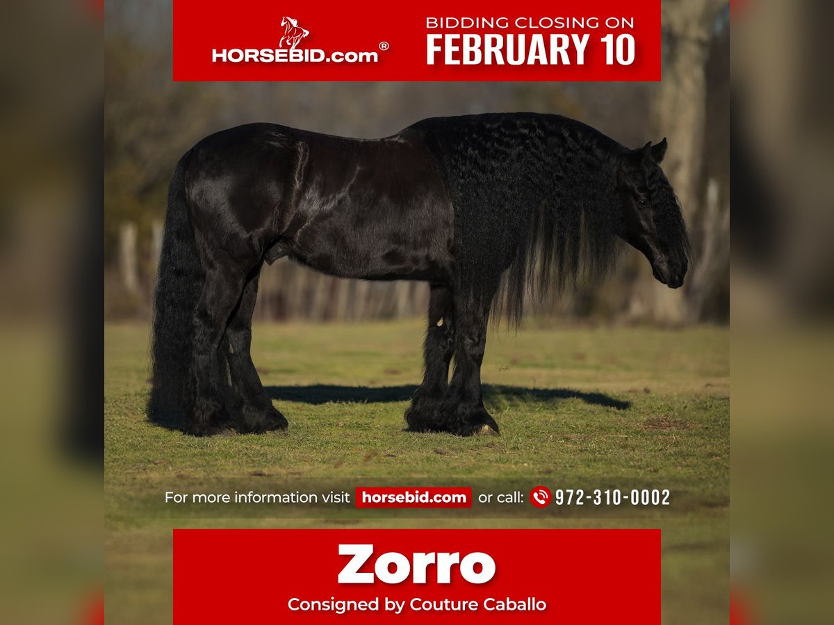 Friesian horses Mix Gelding 7 years 15,3 hh Black in Gainesville, TX