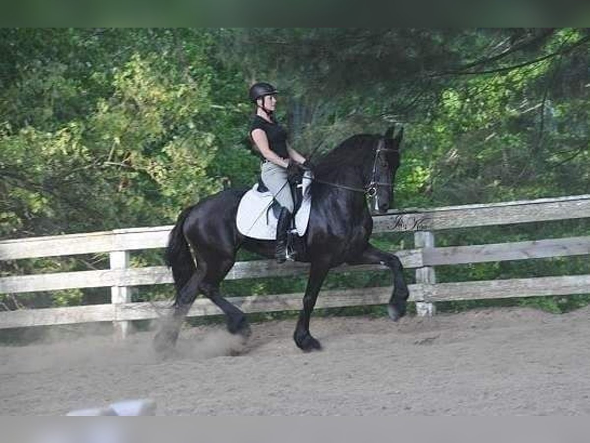 Friesian horses Gelding 7 years 15,3 hh Smoky-Black in Isenfluh