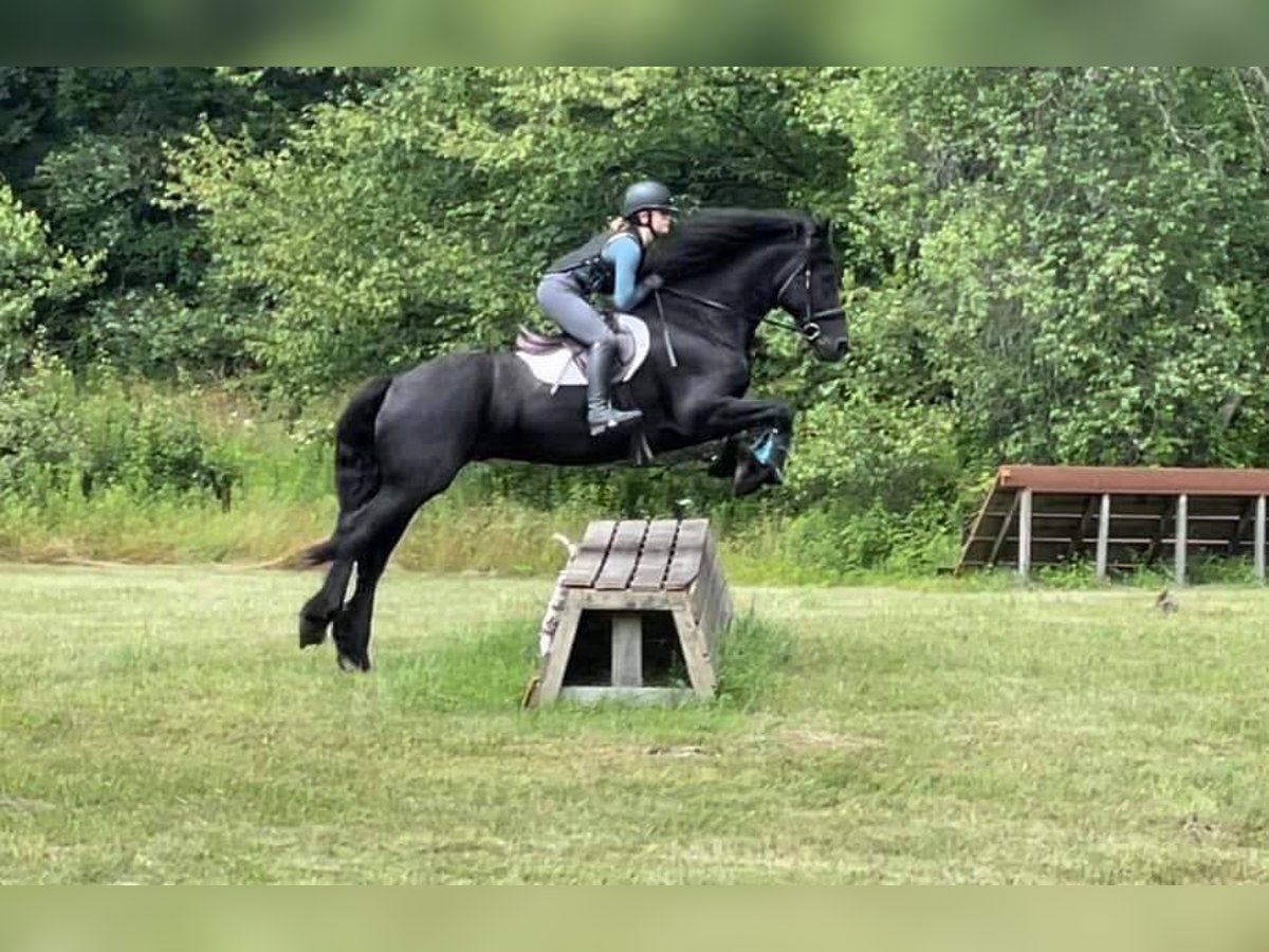 Friesian horses Gelding 7 years 15,3 hh Smoky-Black in Kupferberg