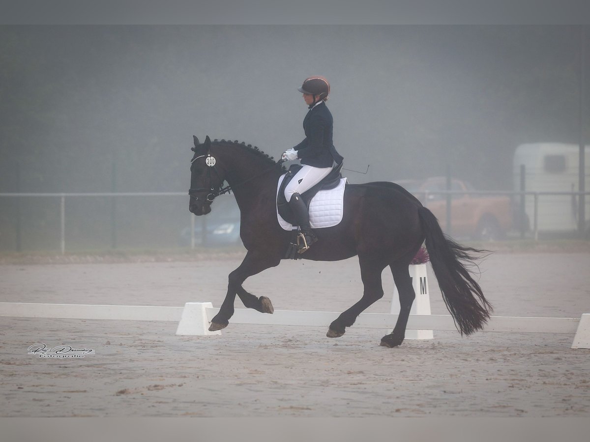 Friesian horses Gelding 7 years 16,1 hh Black in Montabaur