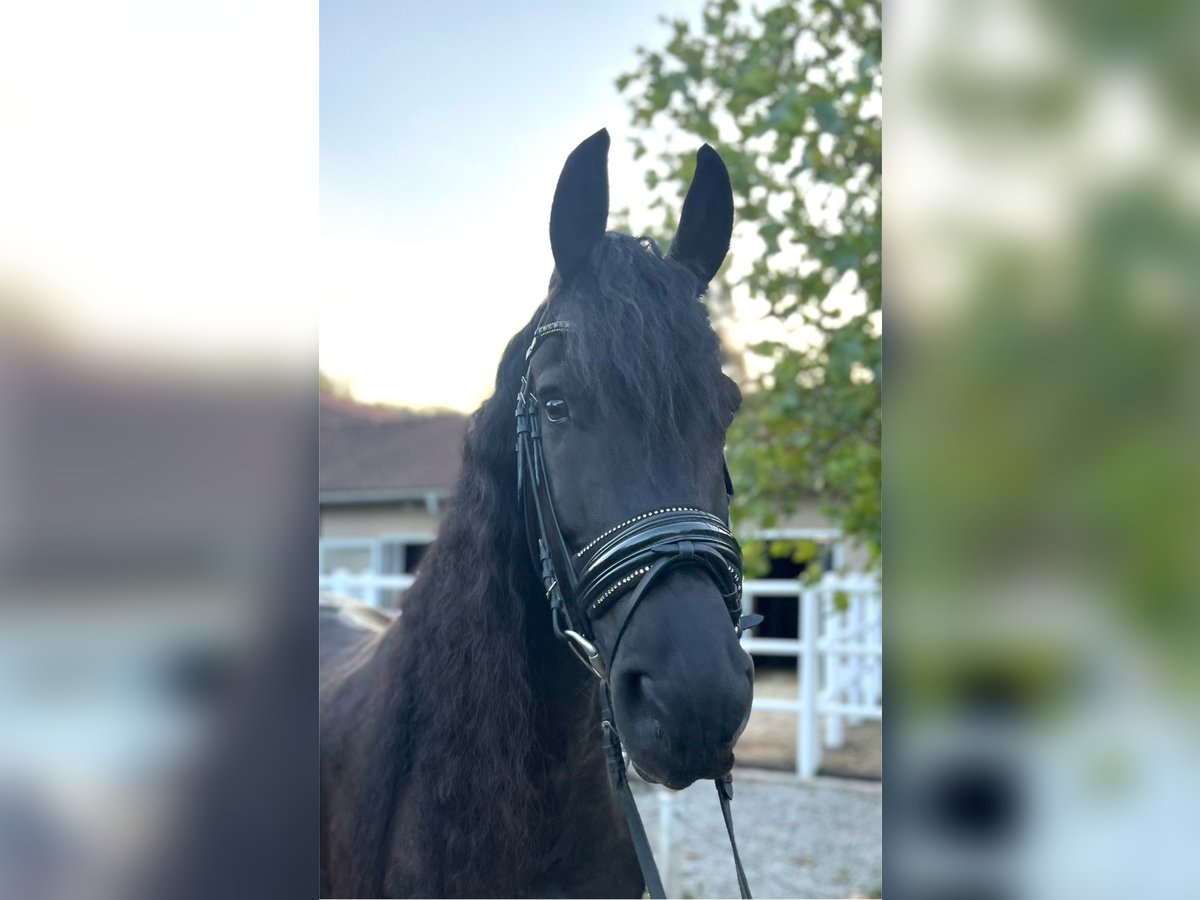 Friesian horses Gelding 7 years 16,1 hh Black in Perchtoldsdorf