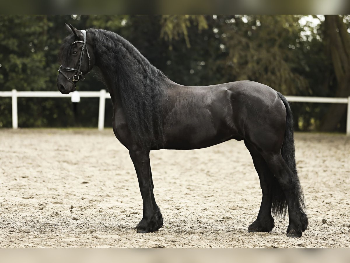 Friesian horses Gelding 7 years 16,2 hh Black in Britswert