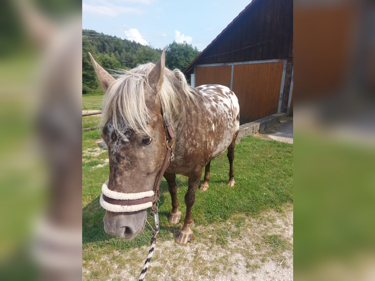 Friesian horses Mix Gelding 7 years 16,2 hh Overo-all-colors in Hohenburg