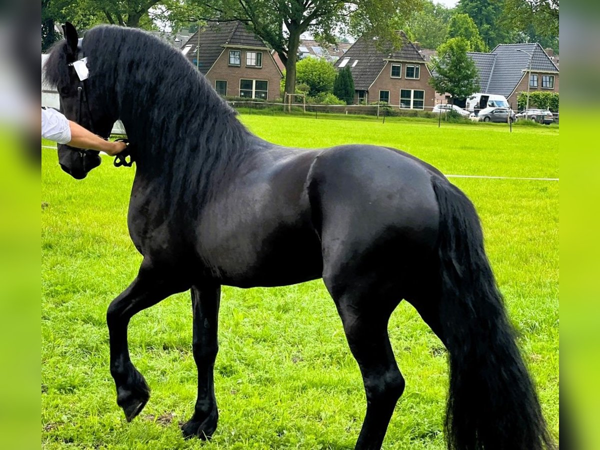 Friesian horses Gelding 7 years 16 hh Black in Temecula CA