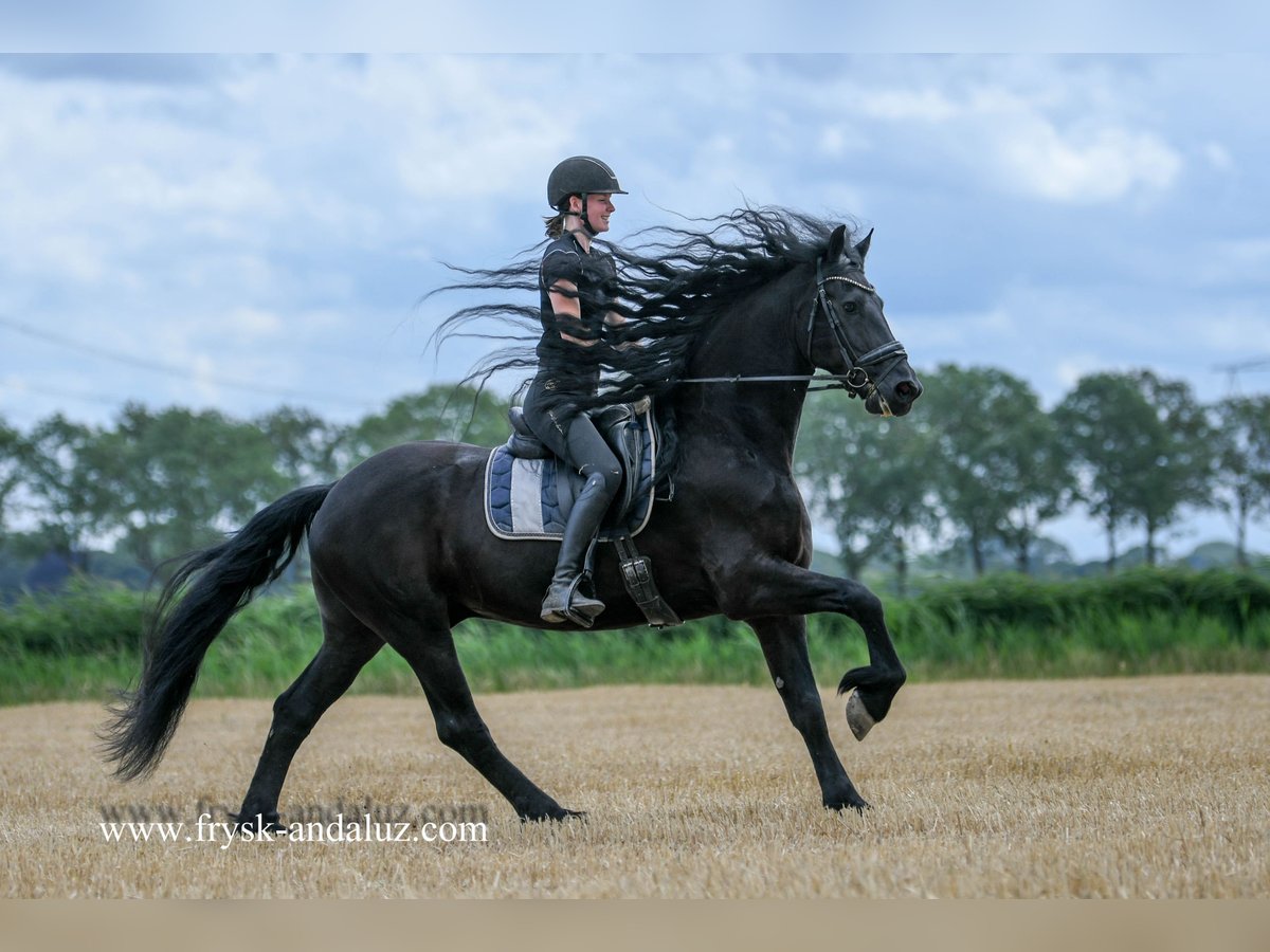 Friesian horses Gelding 7 years 16,1 hh Black in Mijnsheerenland