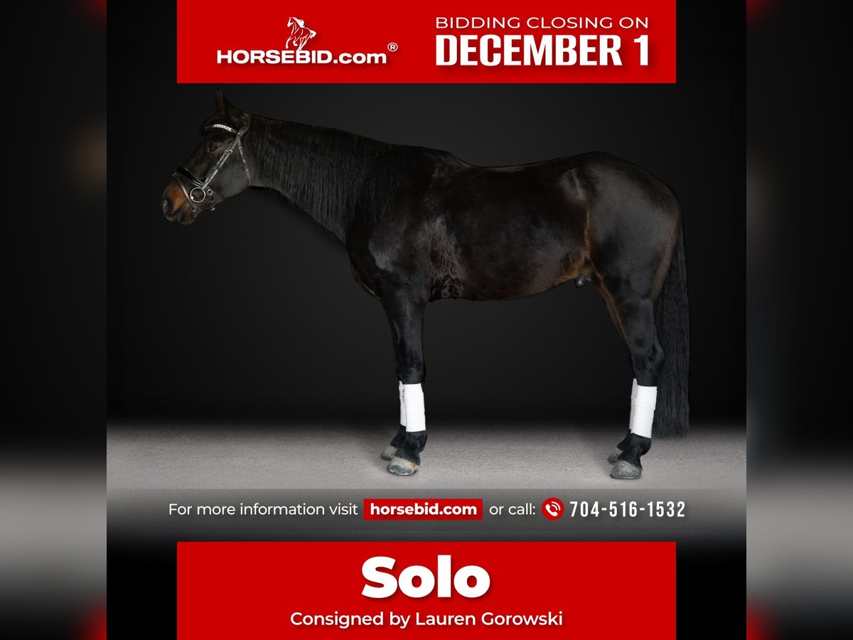 Friesian horses Gelding 7 years 16,3 hh Bay-Dark in Peyton