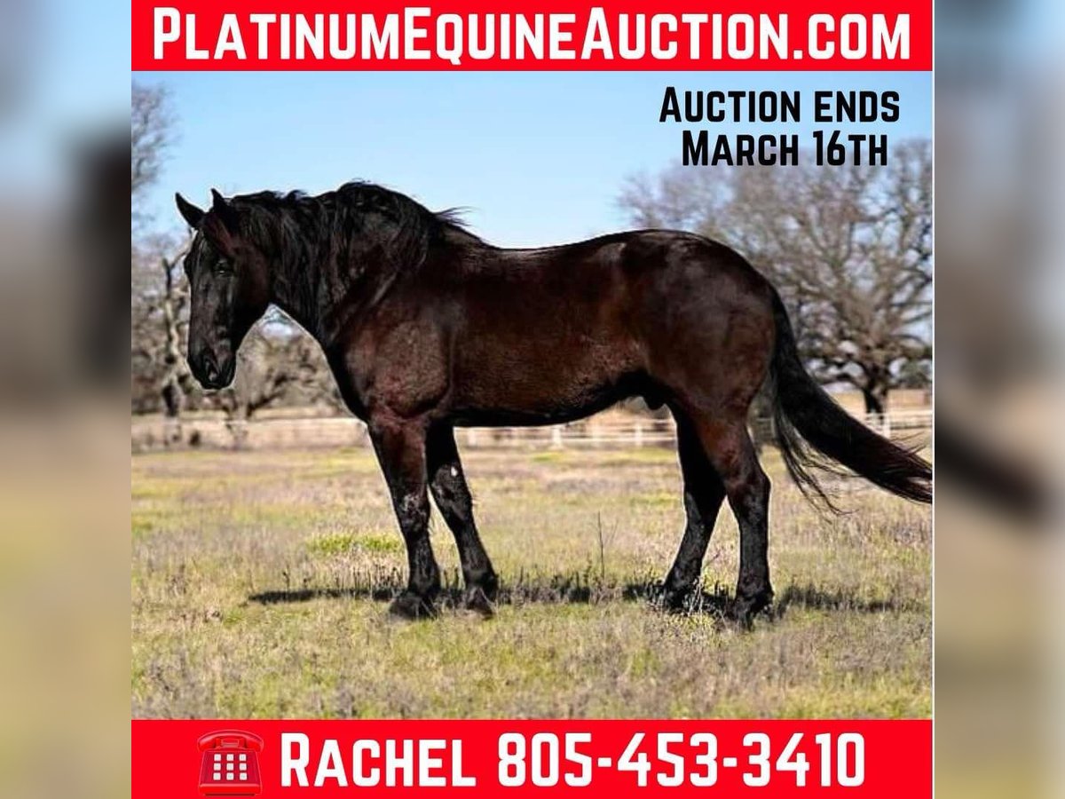 Friesian horses Gelding 7 years 17,1 hh Black in Post Oak Bend City TX