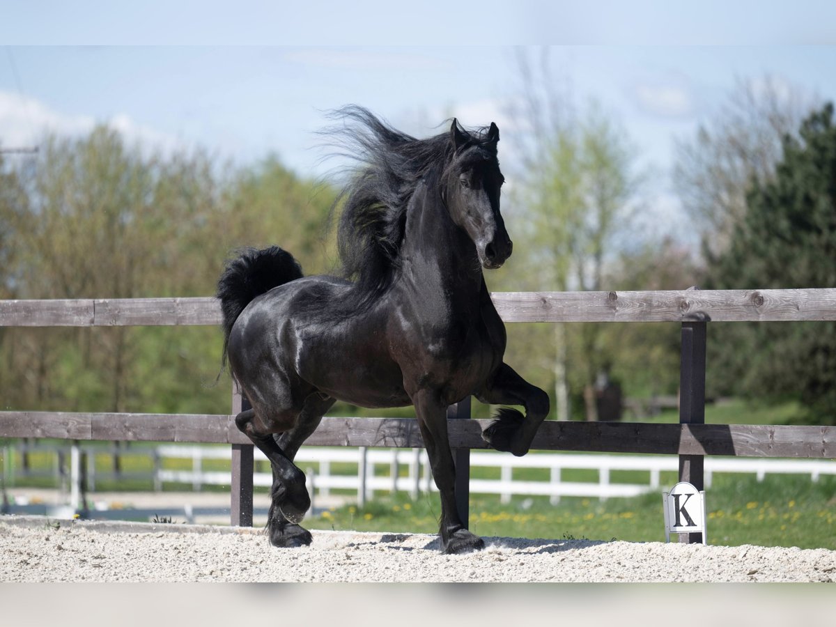 Friesian horses Gelding 7 years 17 hh Black in Prague