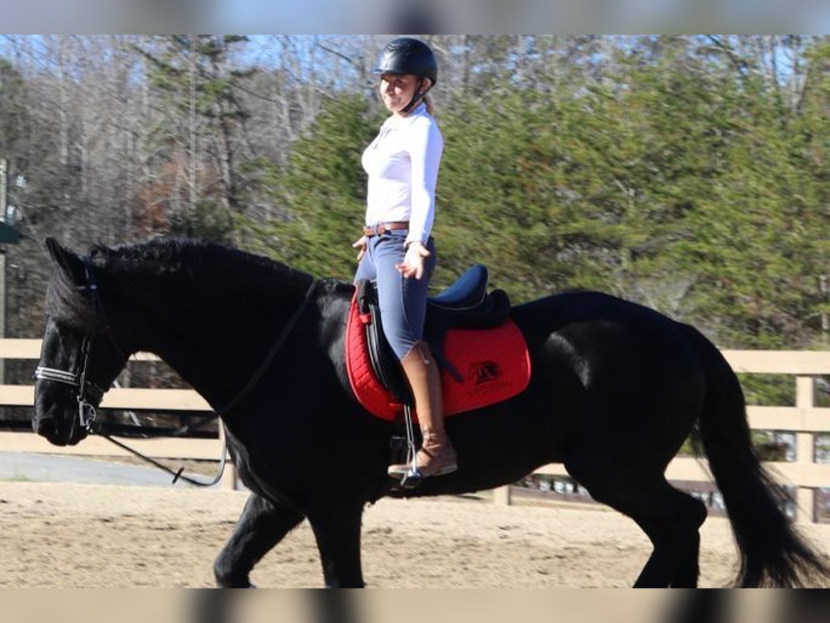Friesian horses Gelding 7 years 17 hh Black in Edinburgh