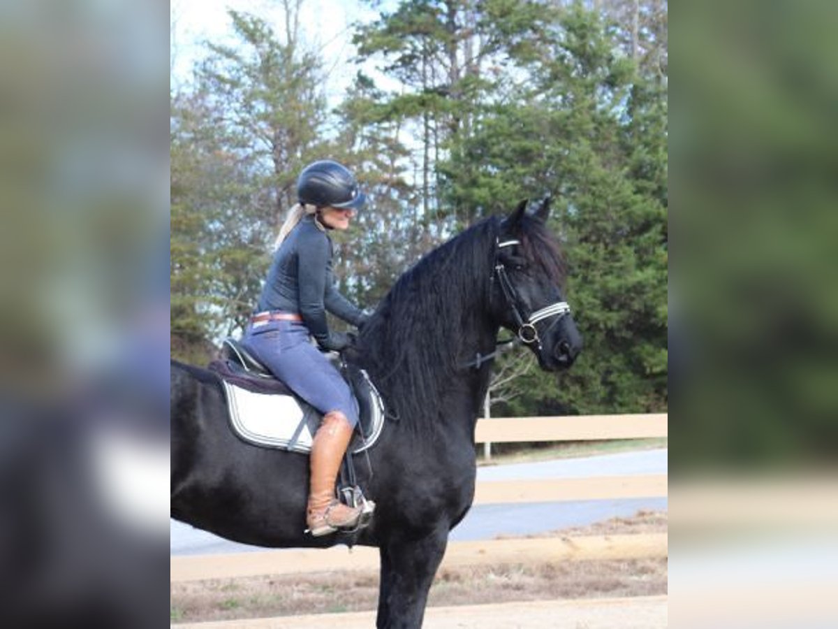 Friesian horses Gelding 7 years 17 hh Black in Tampa,Florida