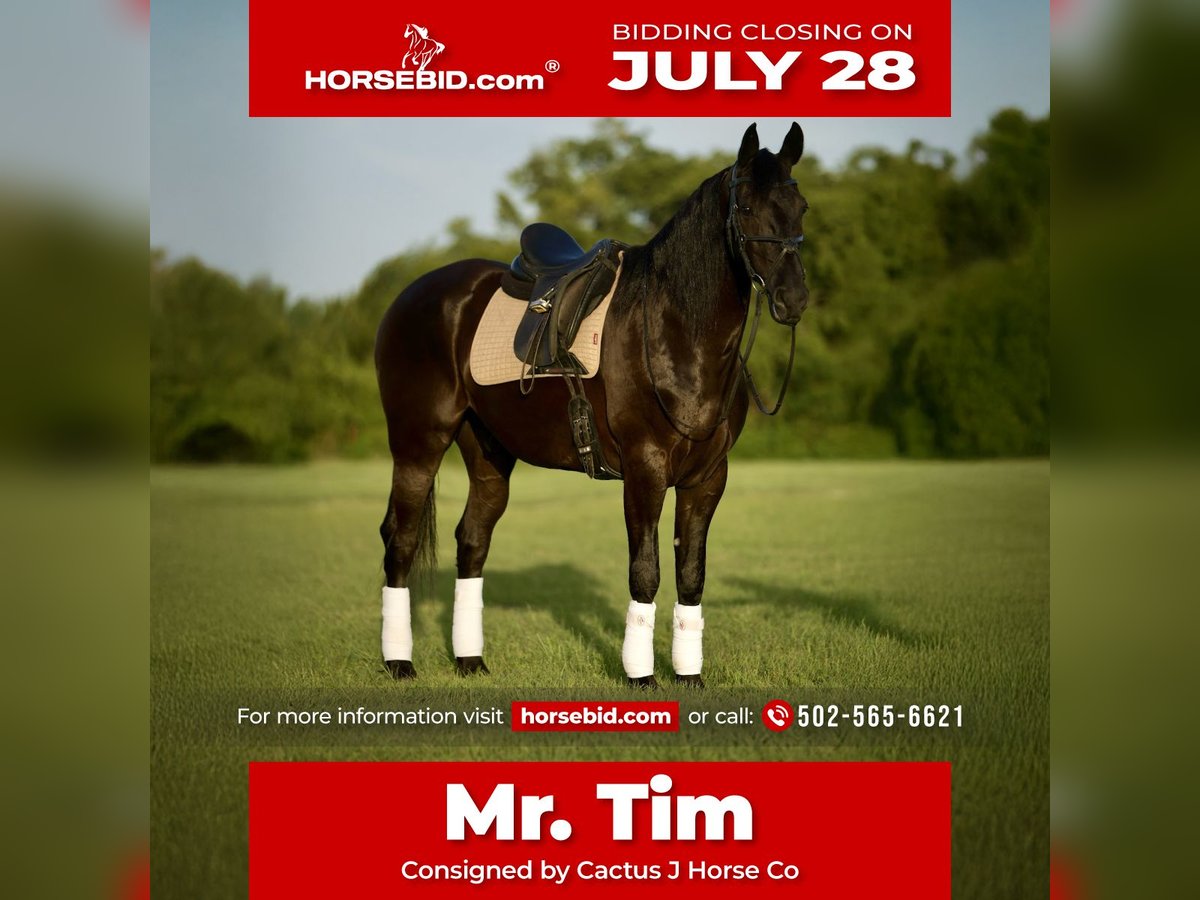 Friesian horses Gelding 7 years Black in Waco