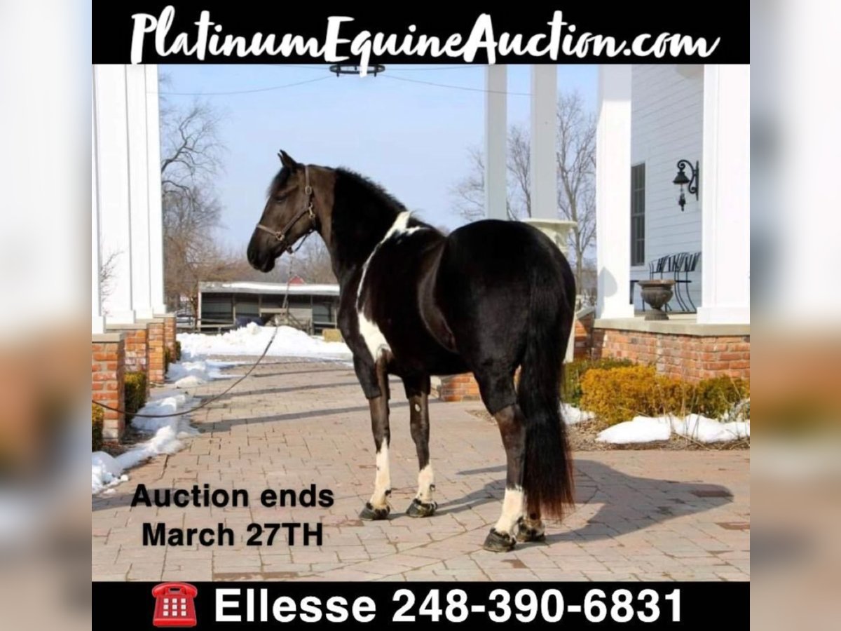 Friesian horses Gelding 7 years Tobiano-all-colors in Highland MI