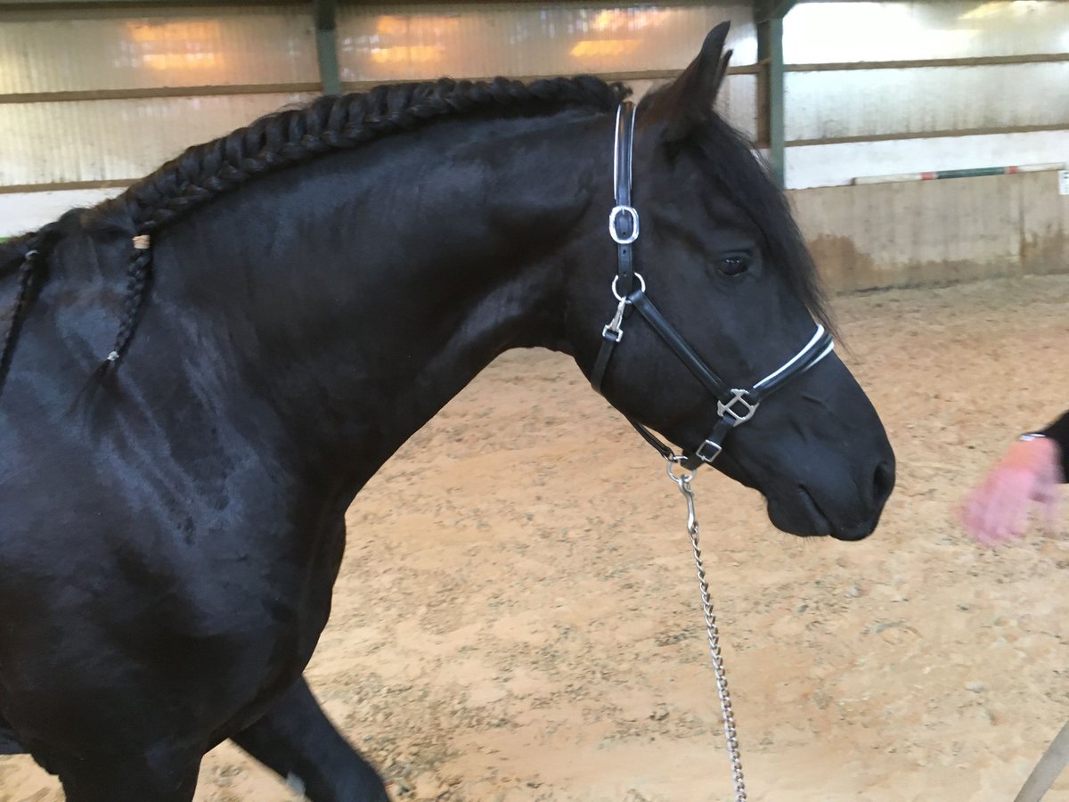 Friesian horses Gelding 8 years 15,3 hh Black in Asbach