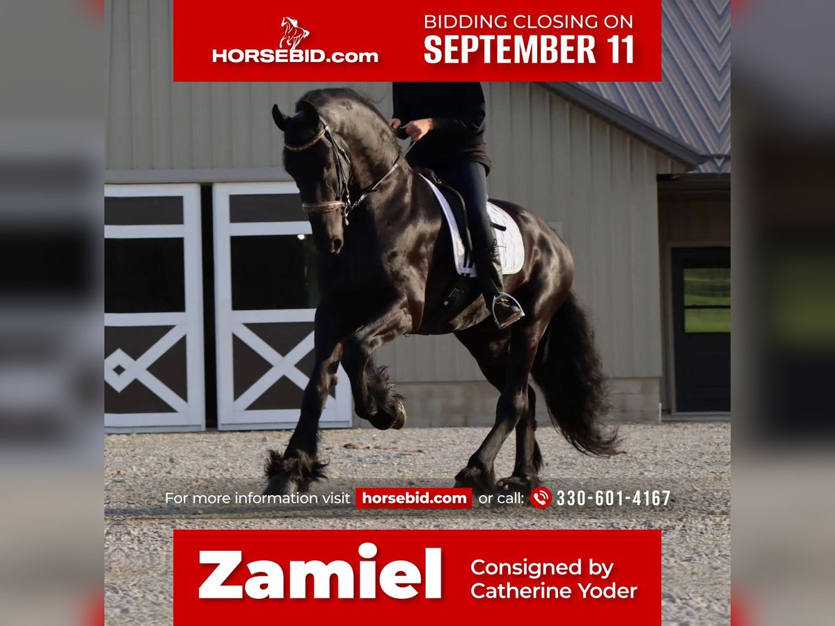 Friesian horses Gelding 8 years 16,3 hh Black in Dalton, OH