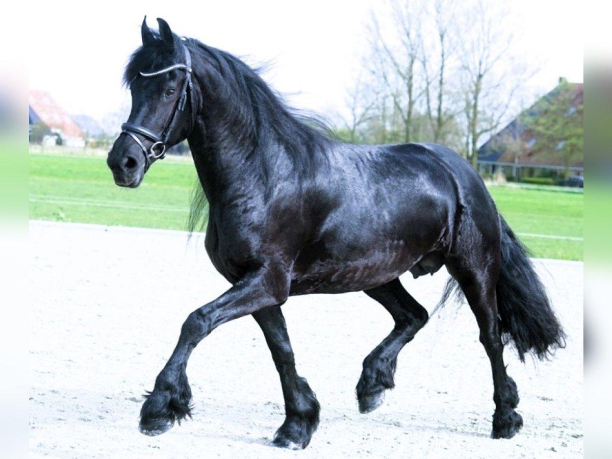 Friesian horses Gelding 8 years 16 hh Black in Orlando