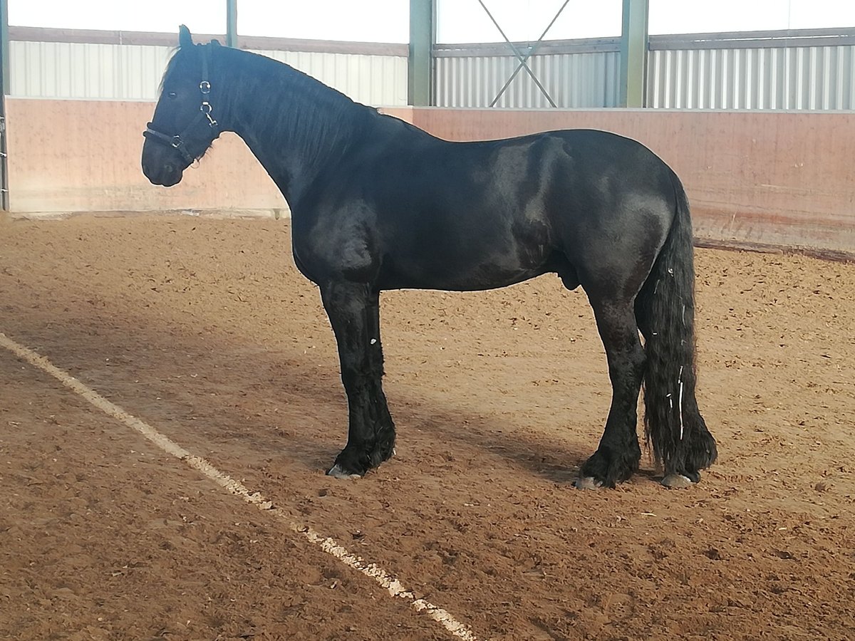 Friesian horses Gelding 8 years 17,1 hh Black in Swisttal