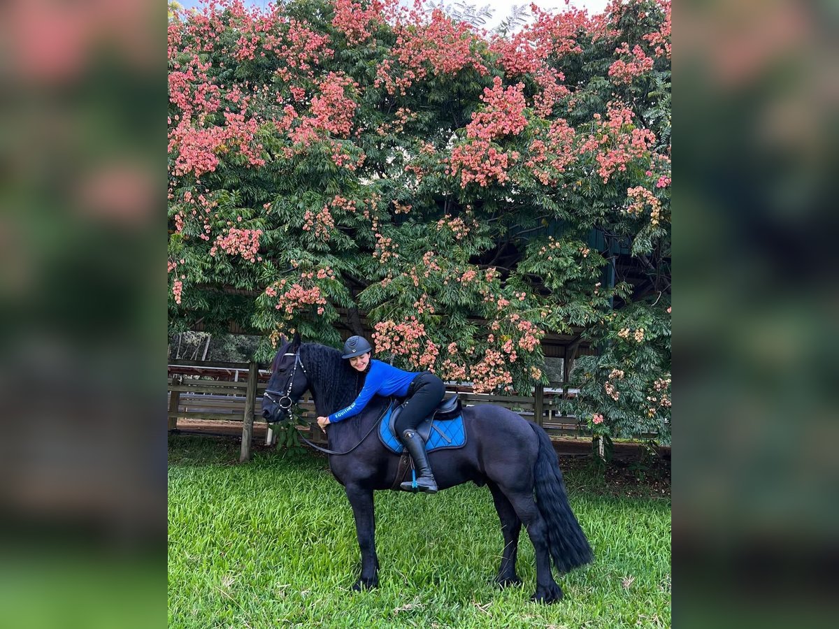 Friesian horses Gelding 8 years 17 hh Black in Croydon