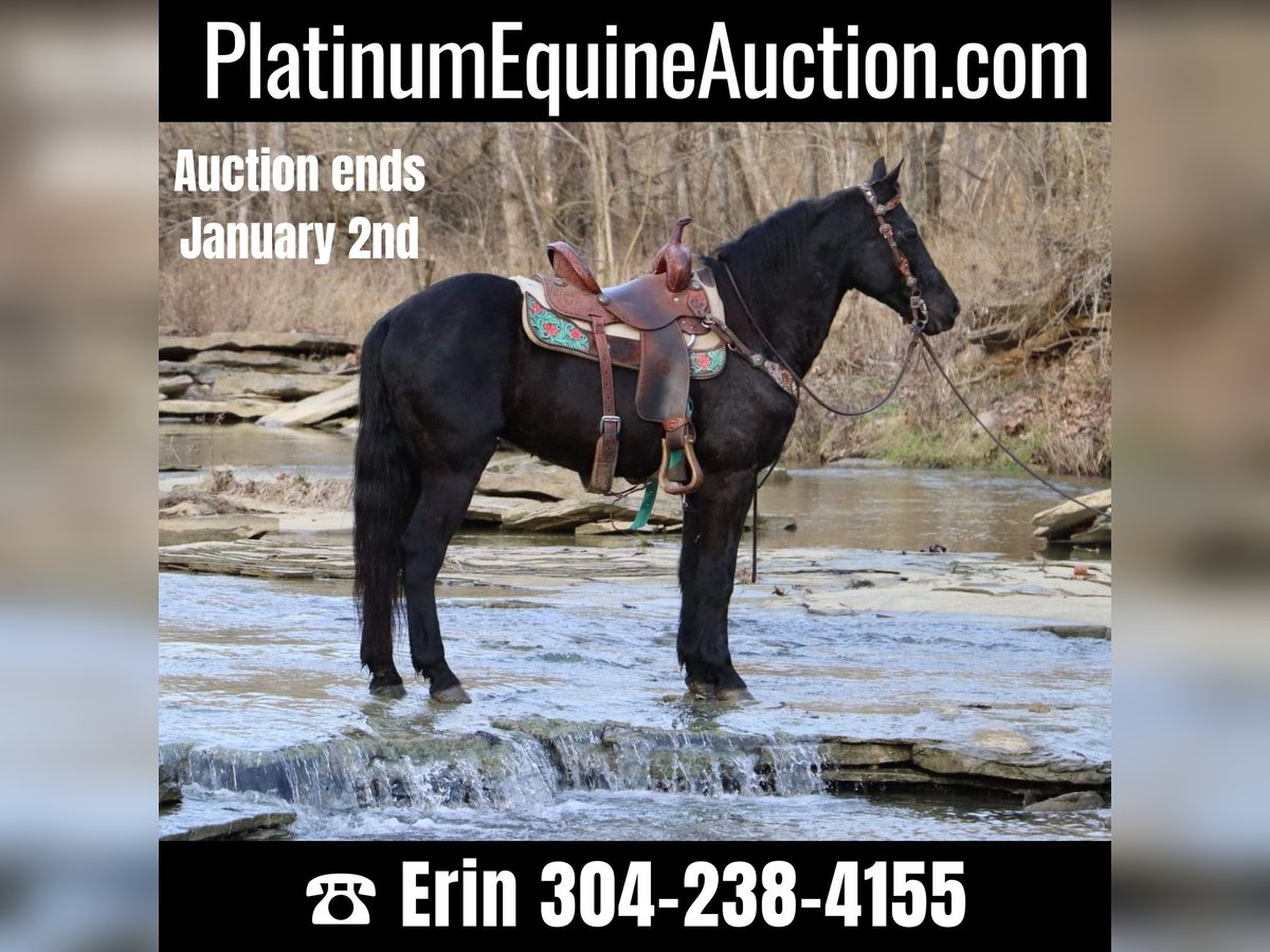 Friesian horses Gelding 9 years 15,1 hh Black in Flemingsburg KY