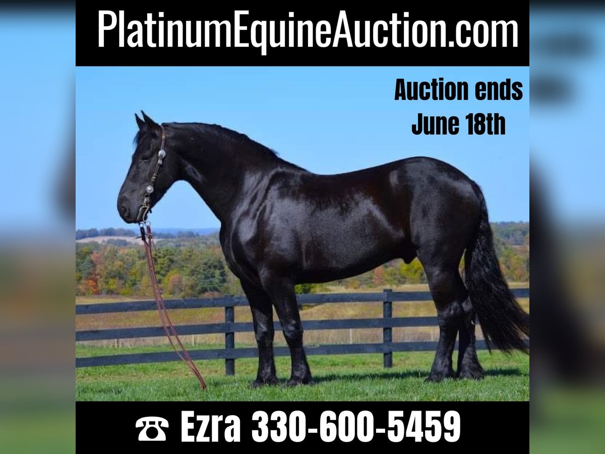 Friesian horses Gelding 9 years 15,2 hh Black in Fredericksburg OH