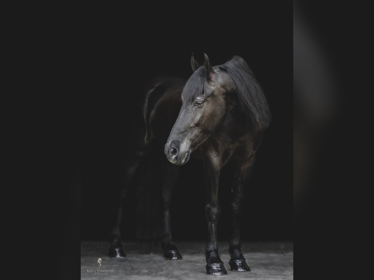 Friesian horses Gelding 9 years 16,1 hh Brown in Dallas PA