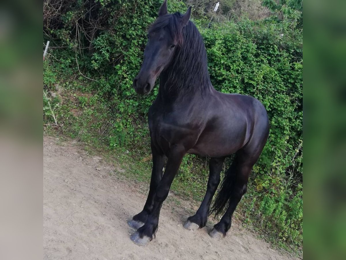 Friesian horses Gelding 9 years 16,2 hh Black in Ivry-sur-Seine