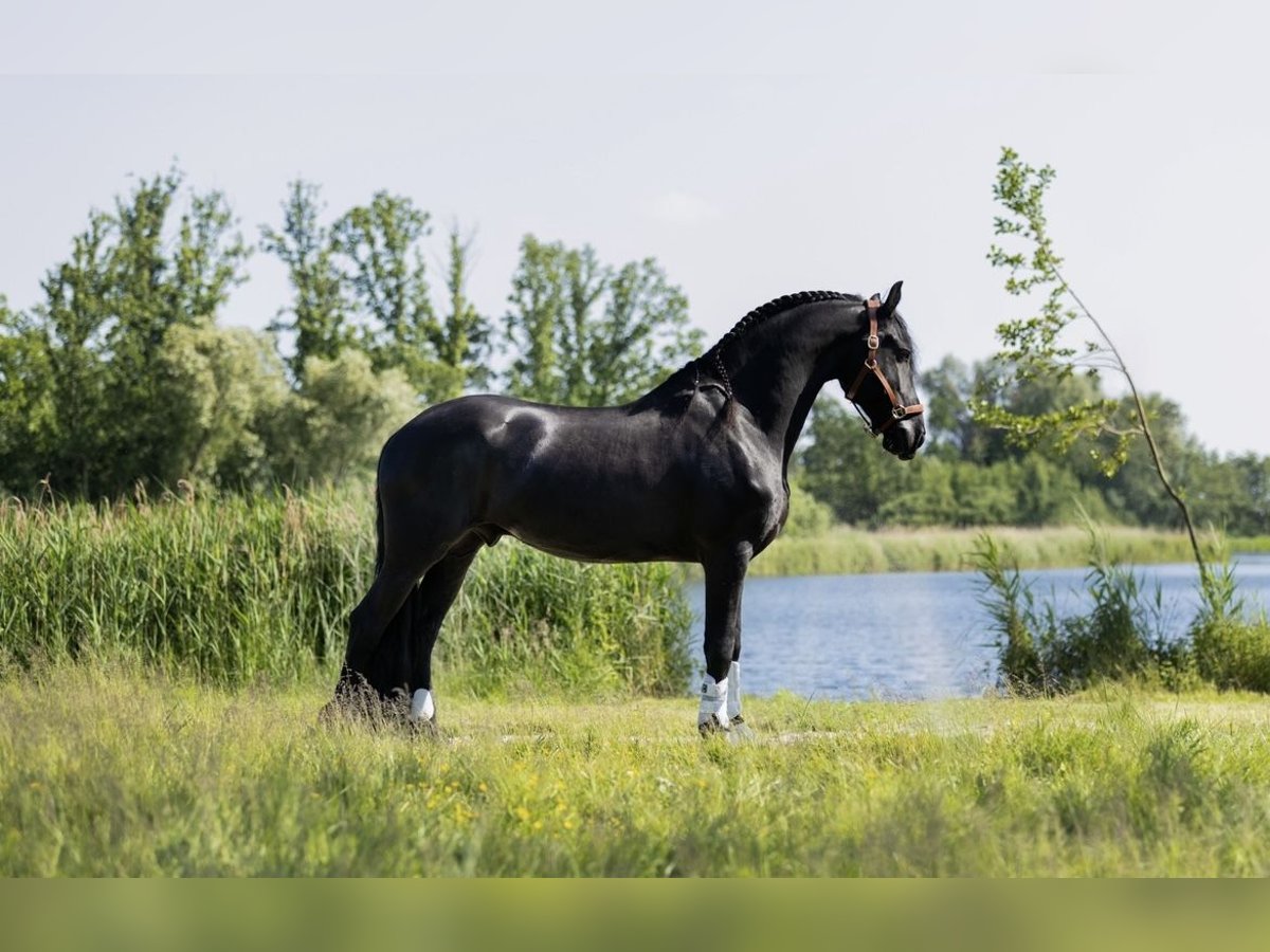 Friesian horses Gelding 9 years 16,1 hh Black in Zoetermeer