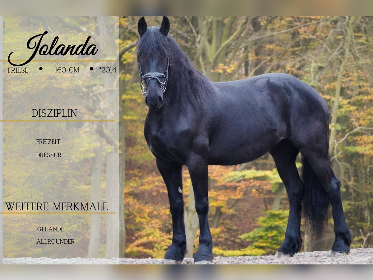 Friesian horses Mare 10 years 15,2 hh Black in Nettersheim