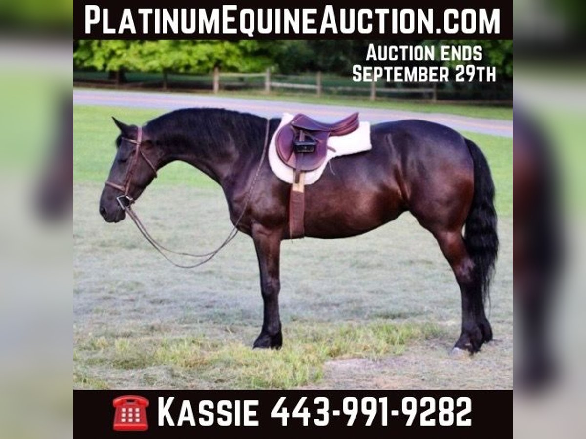 Friesian horses Mare 10 years 15,2 hh Black in Marshall MO