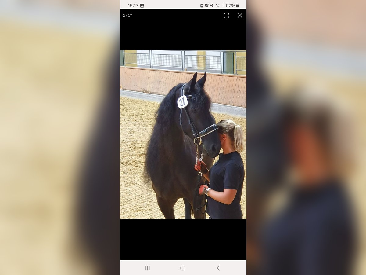 Friesian horses Mare 10 years 16,2 hh Black in Ruprechtshofen