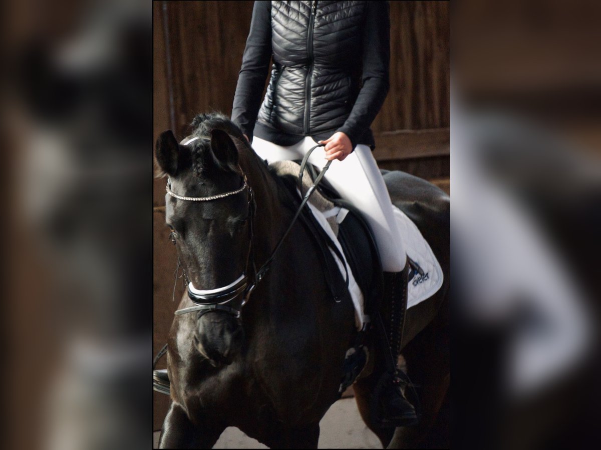 Friesian horses Mare 10 years 16,2 hh Black in Hamburg