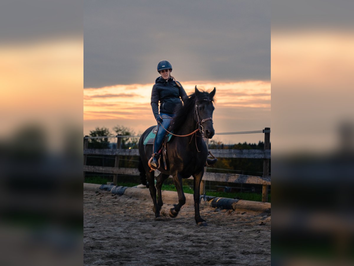 Friesian horses Mix Mare 11 years 15,2 hh Black in Riedering