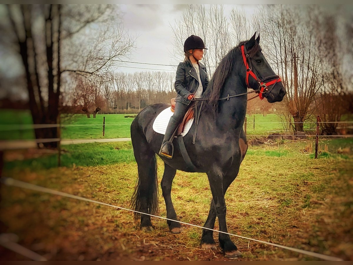 Friesian horses Mare 11 years 16 hh Black in Lievegem