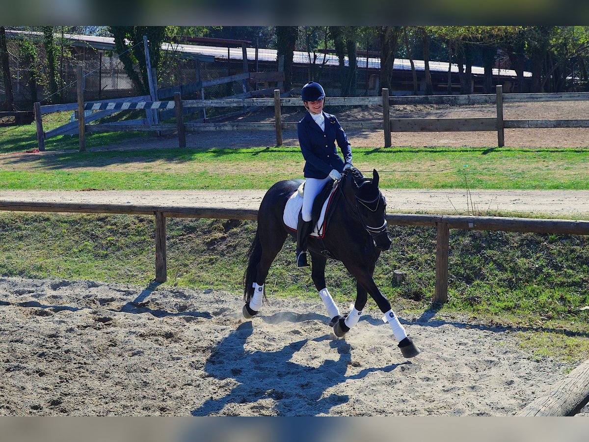 Friesian horses Mare 12 years 16 hh Black in Montorio Romano