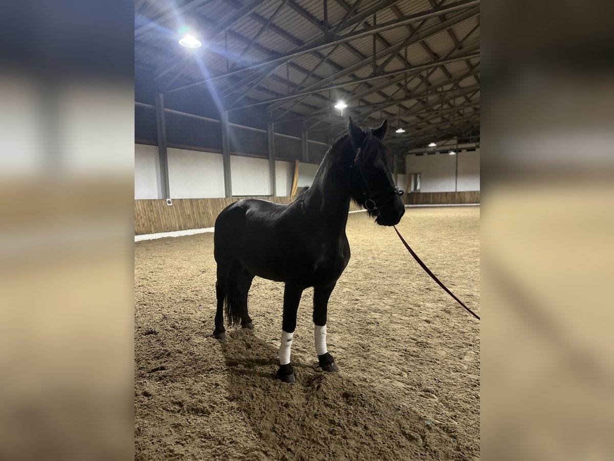 Friesian horses Mare 13 years 15,2 hh Black in Hauzenberg