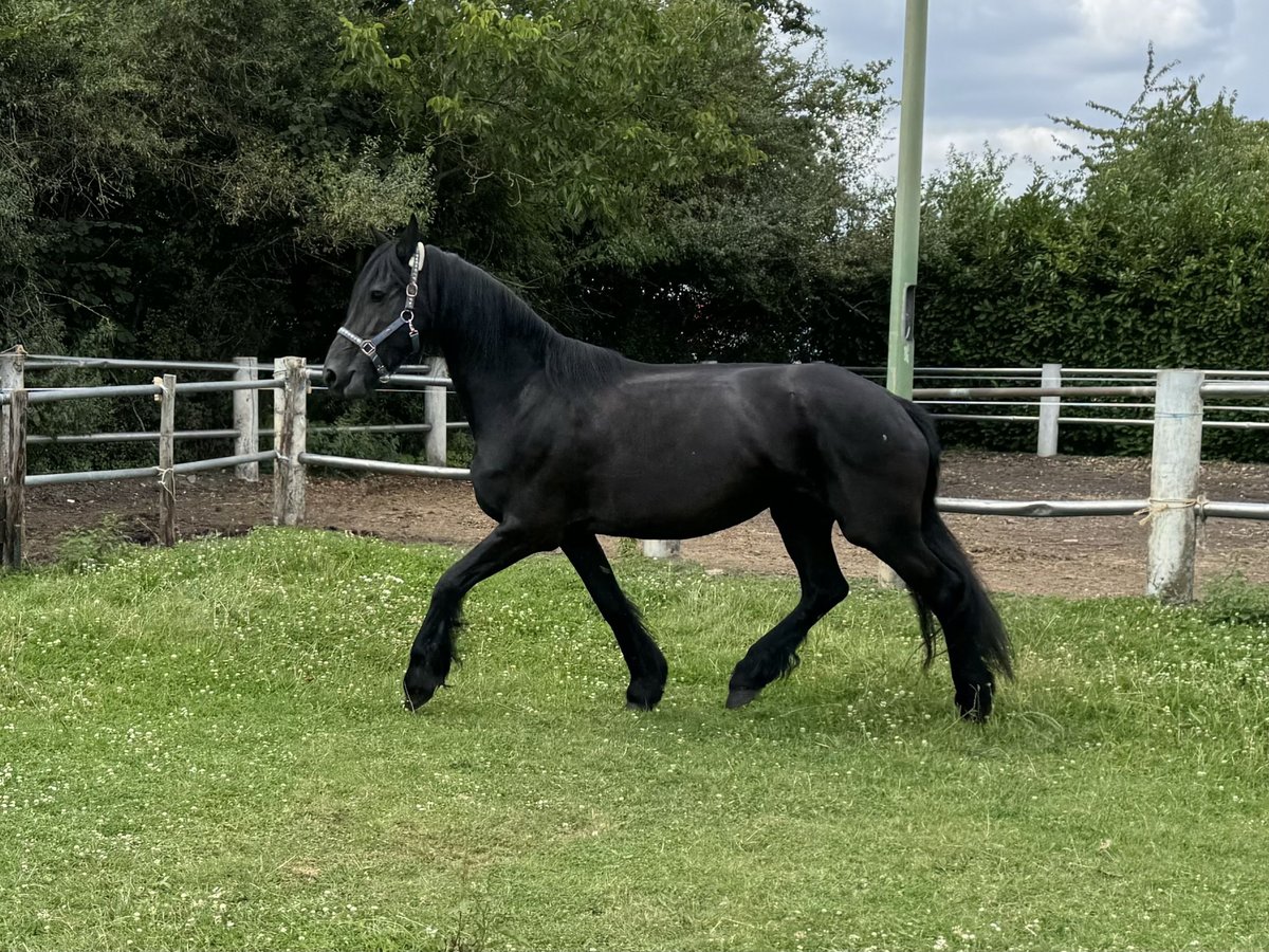 Friesian horses Mare 13 years 15,2 hh Black in Niederzier