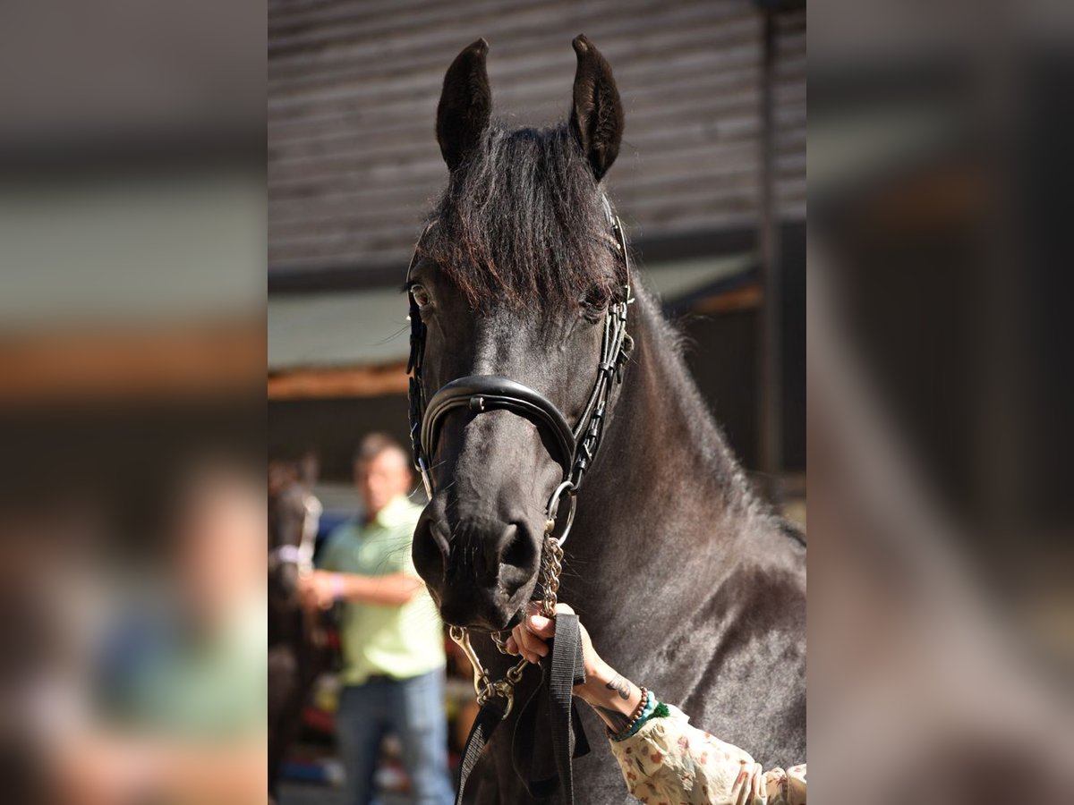 Friesian horses Mare 13 years 15,2 hh Black in St. Michael im Lungau