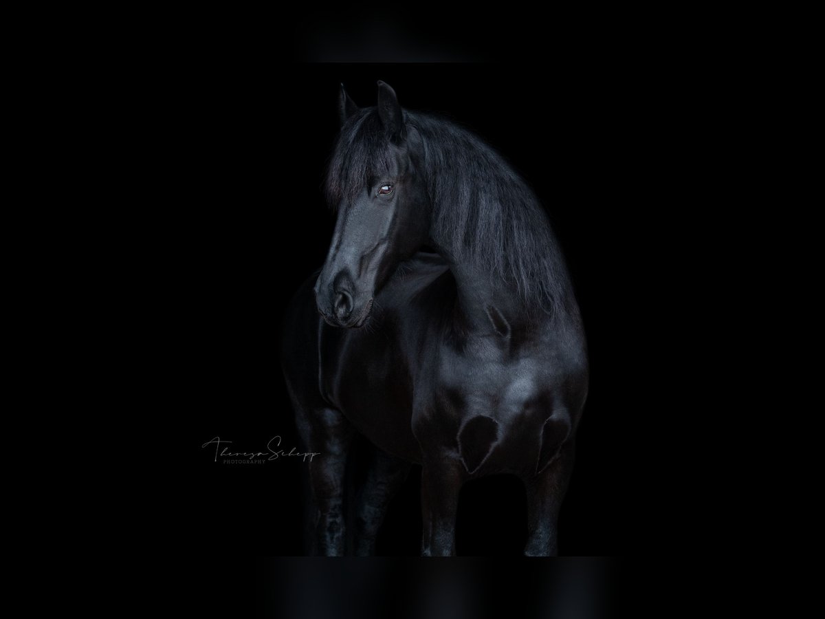 Friesian horses Mare 13 years 15,2 hh Black in Heide