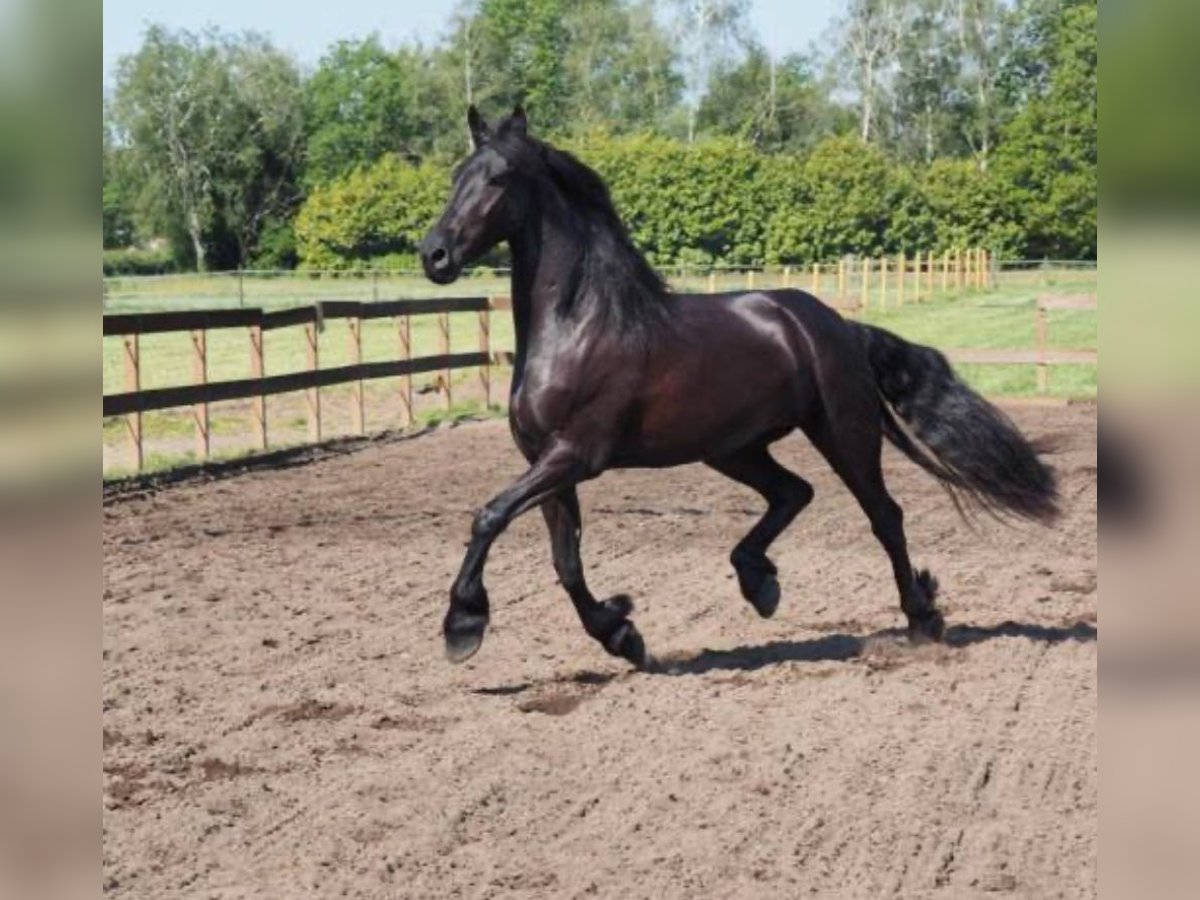 Friesian horses Mare 13 years in Bern Friesian horses Mare 13 years in Bern
