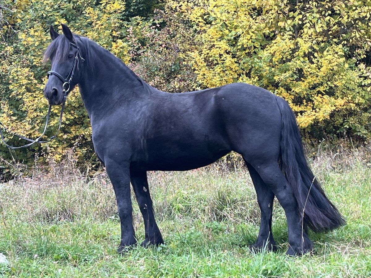 Friesian horses Mare 14 years 15,1 hh Black in Ursensollen