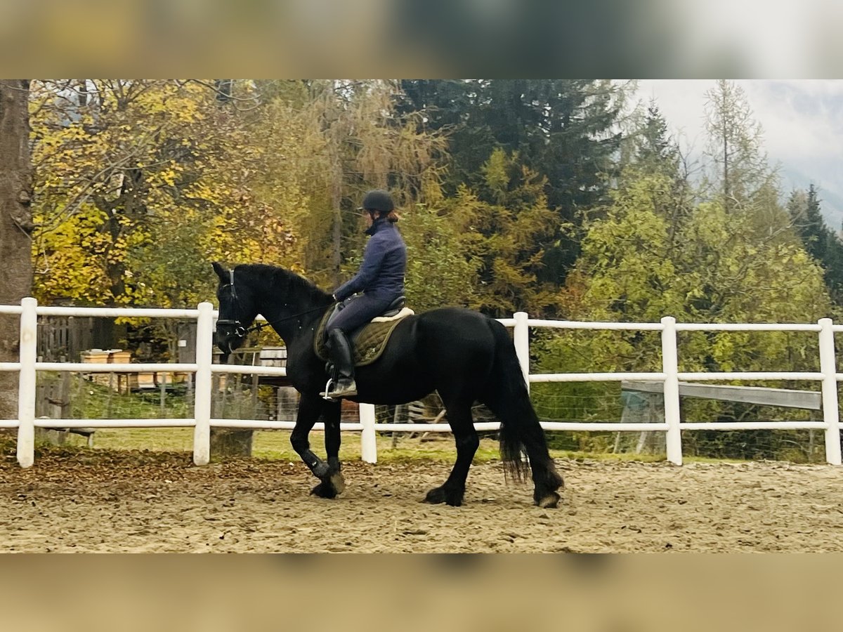 Friesian horses Mare 15 years 16,1 hh Black in Bad Kleinkirchheim