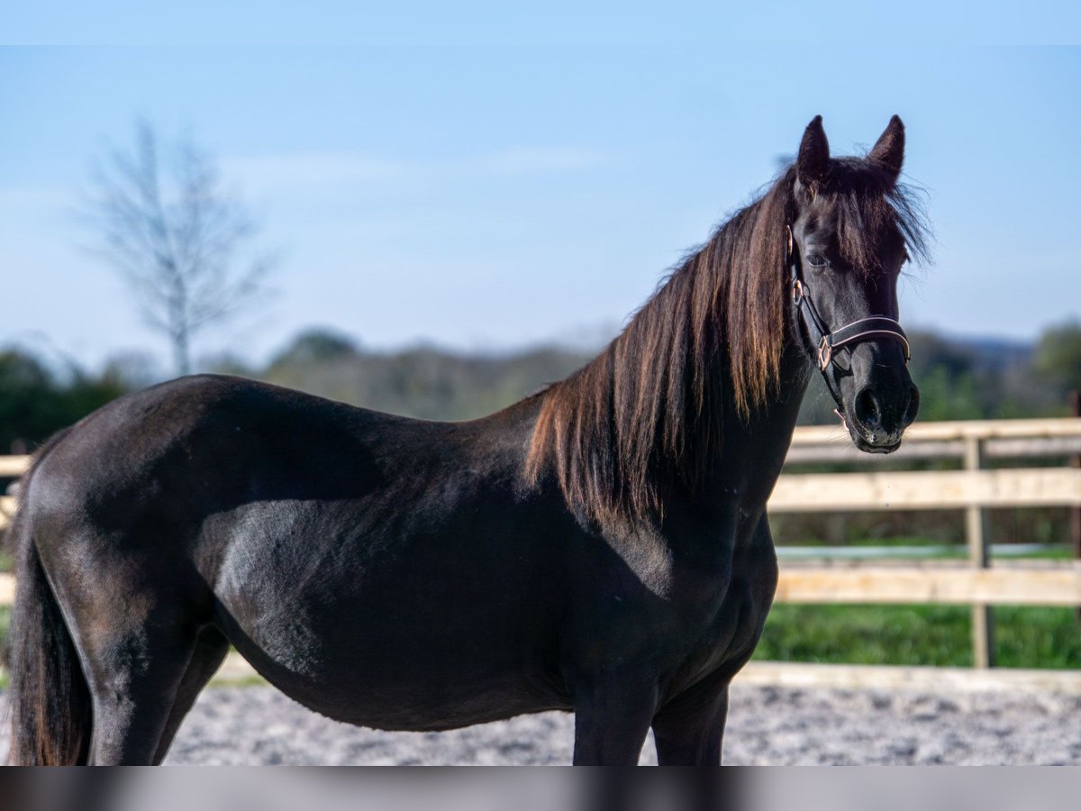 Friesian horses Mare 1 year 14,3 hh Black in Aachen