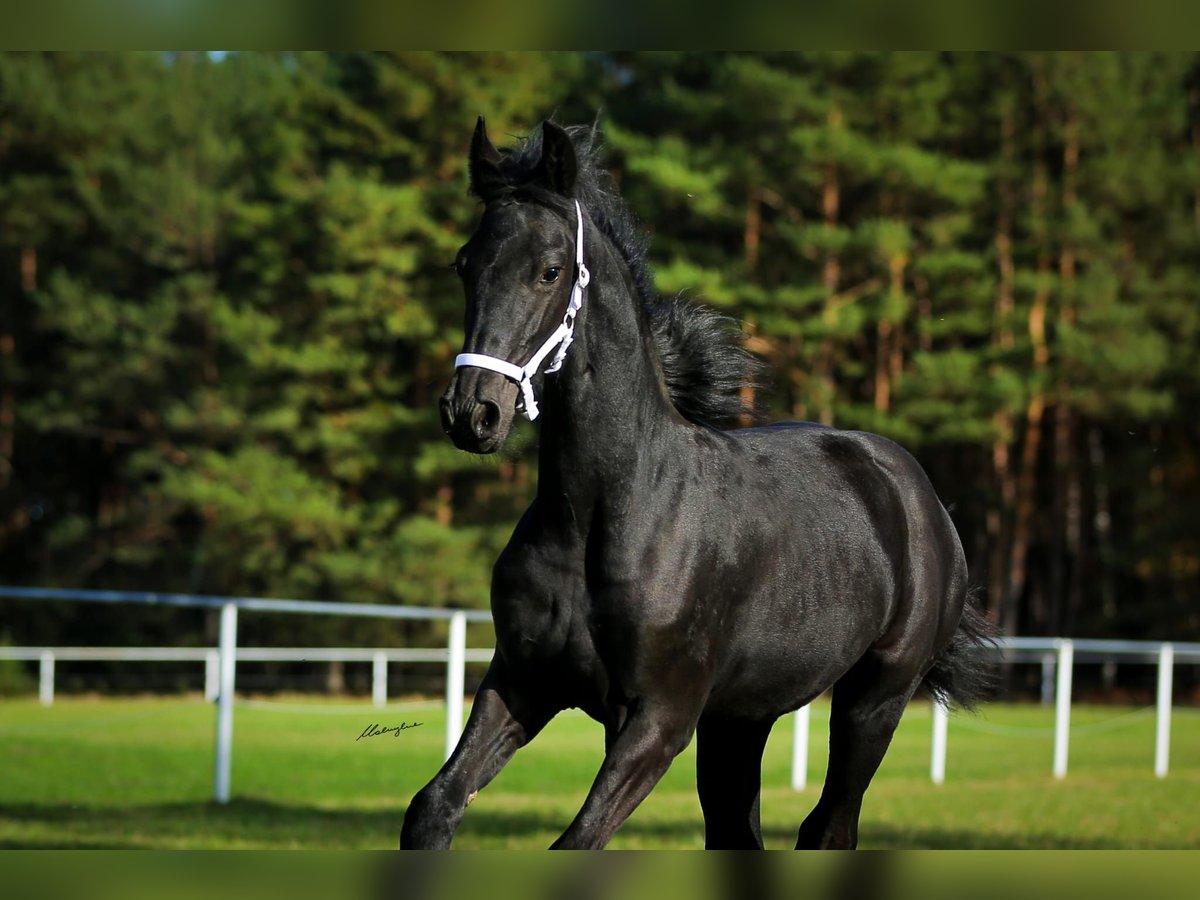 Friesian horses Mare 1 year 15,2 hh Black in Rojów