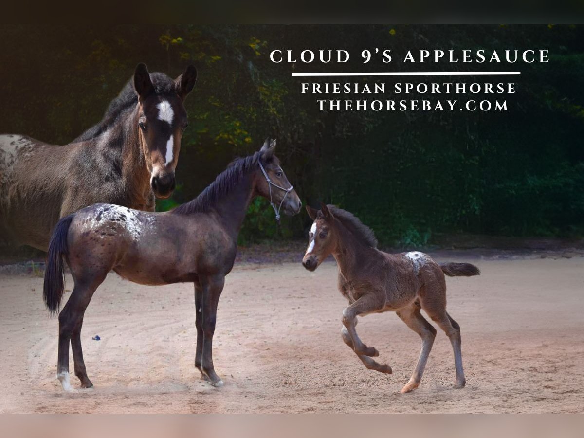 Friesian horses Mare 1 year Black in Eatonton, GA