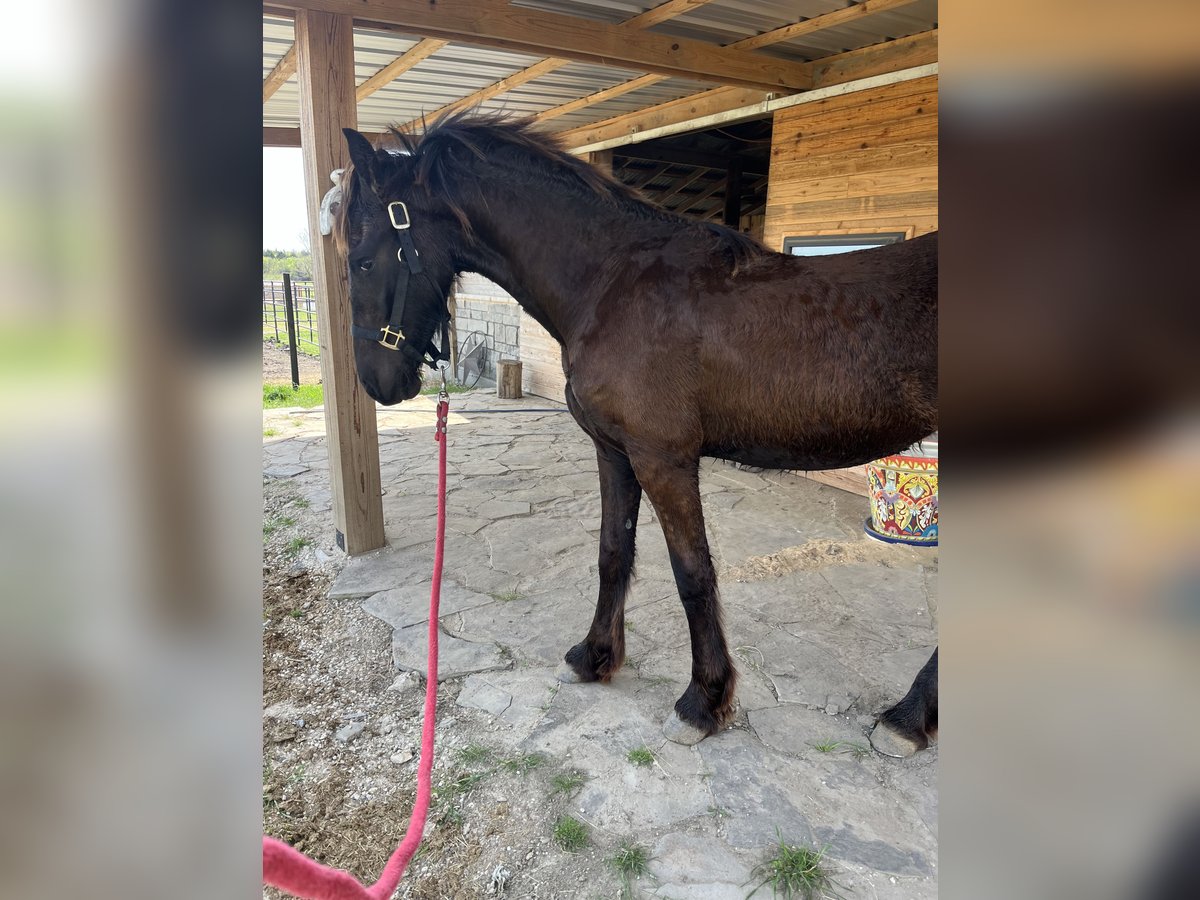 Friesian horses Mare 1 year Black in Ennis