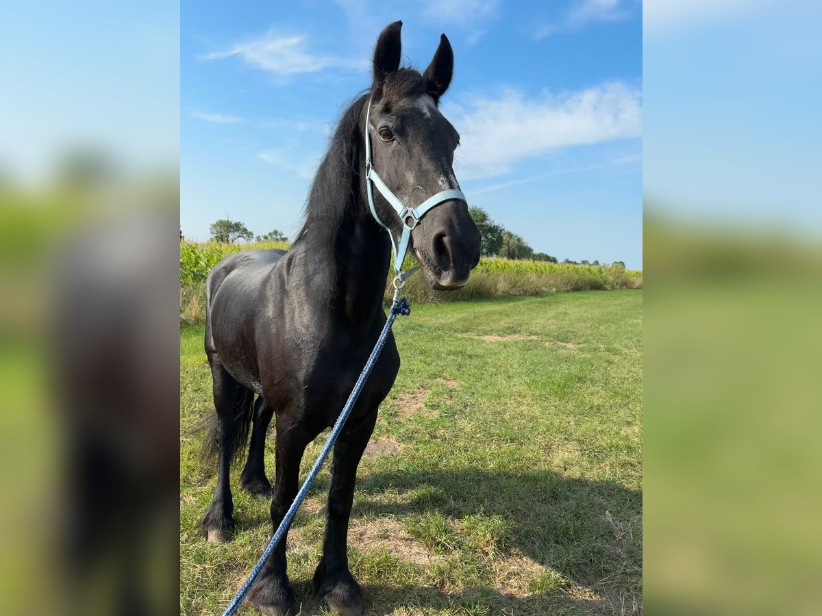 Friesian horses Mare 26 years in Lindlar