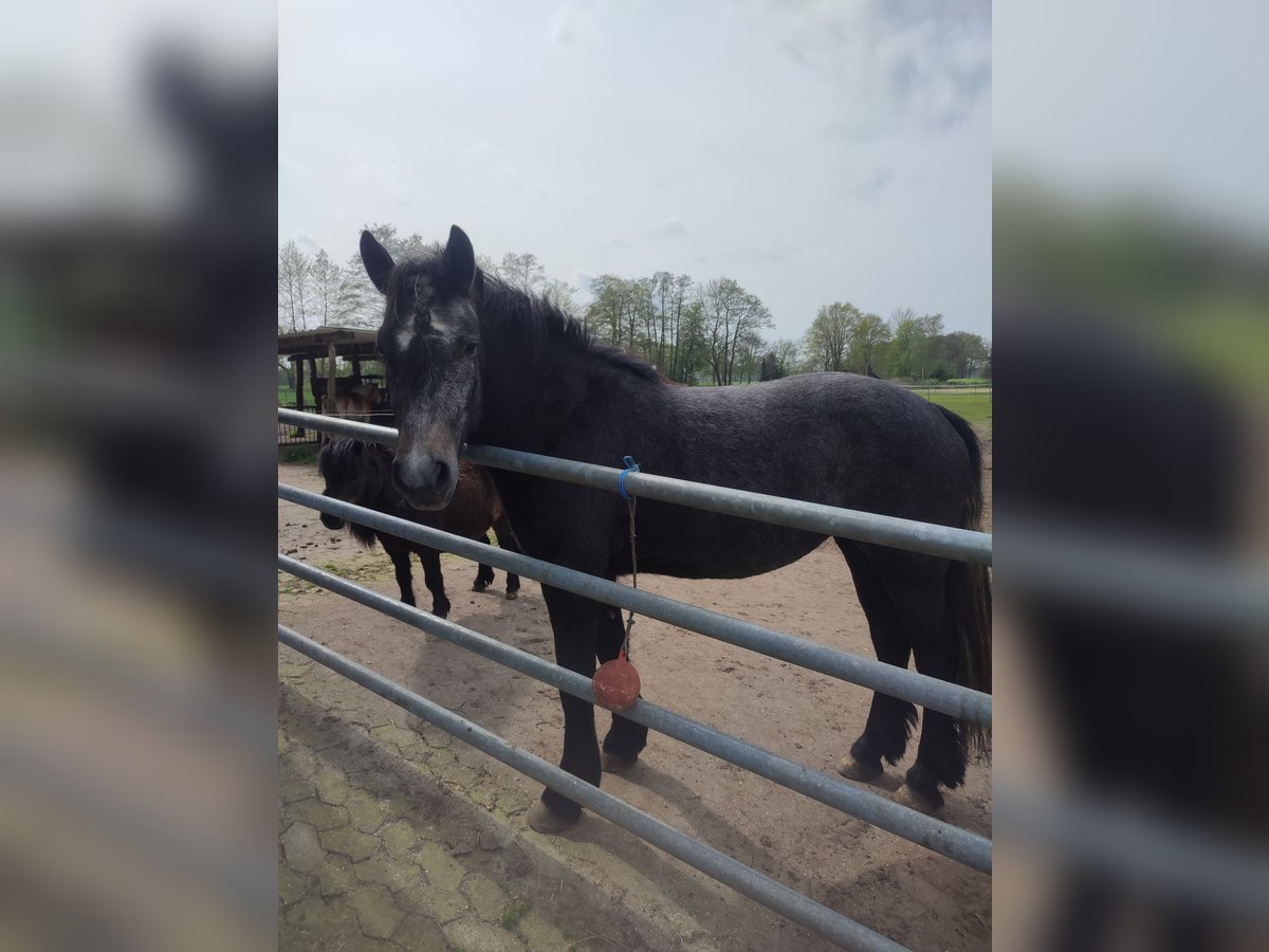 Friesian horses Mix Mare 2 years 14,2 hh Can be white in Neuenkirchen