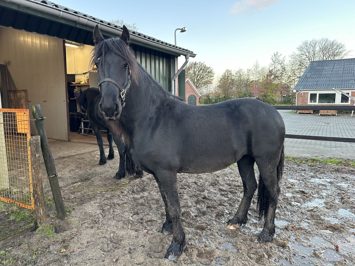 Friesian horses Mare 2 years 15,1 hh Black in Lemelerveld