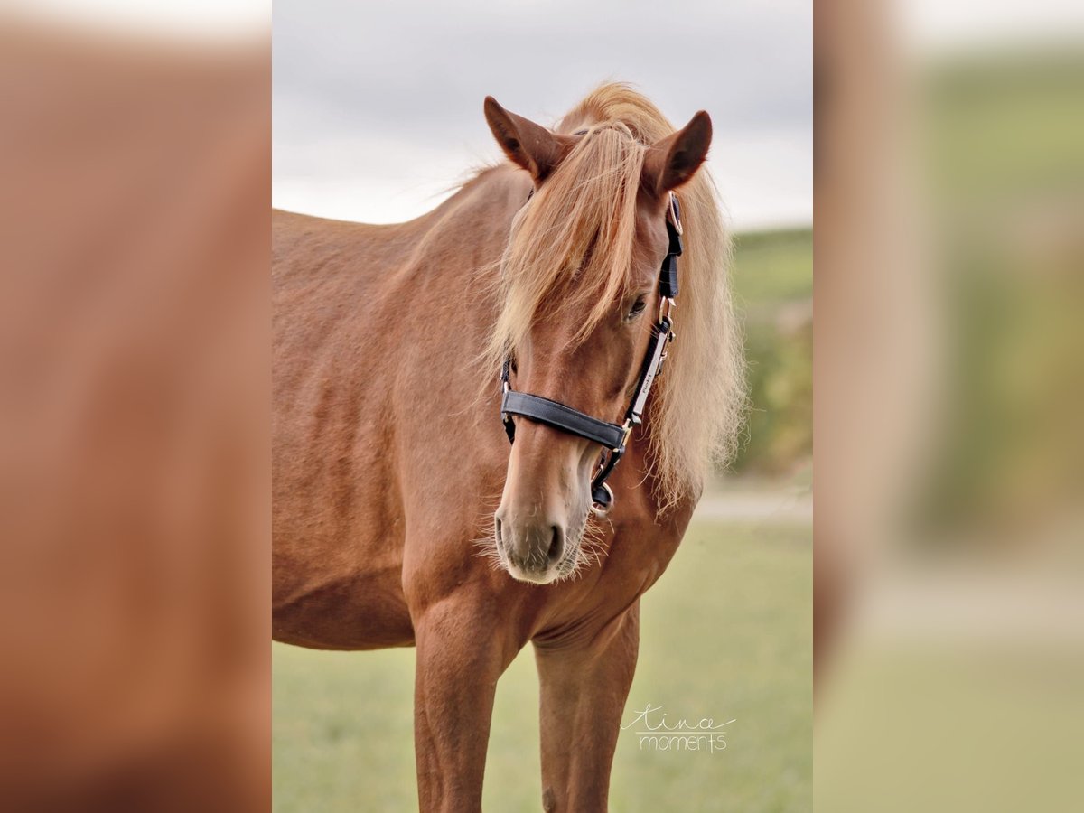 Friesian horses Mix Mare 2 years 15 hh Chestnut-Red in Nack